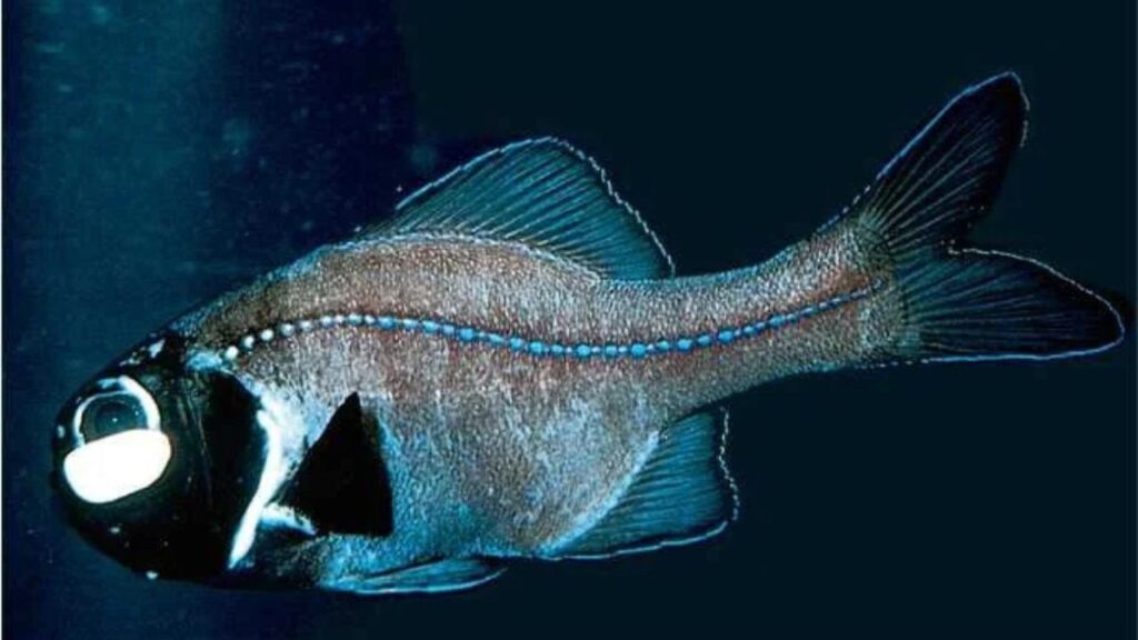 Flashlight Fish (Anomalops katoptron)