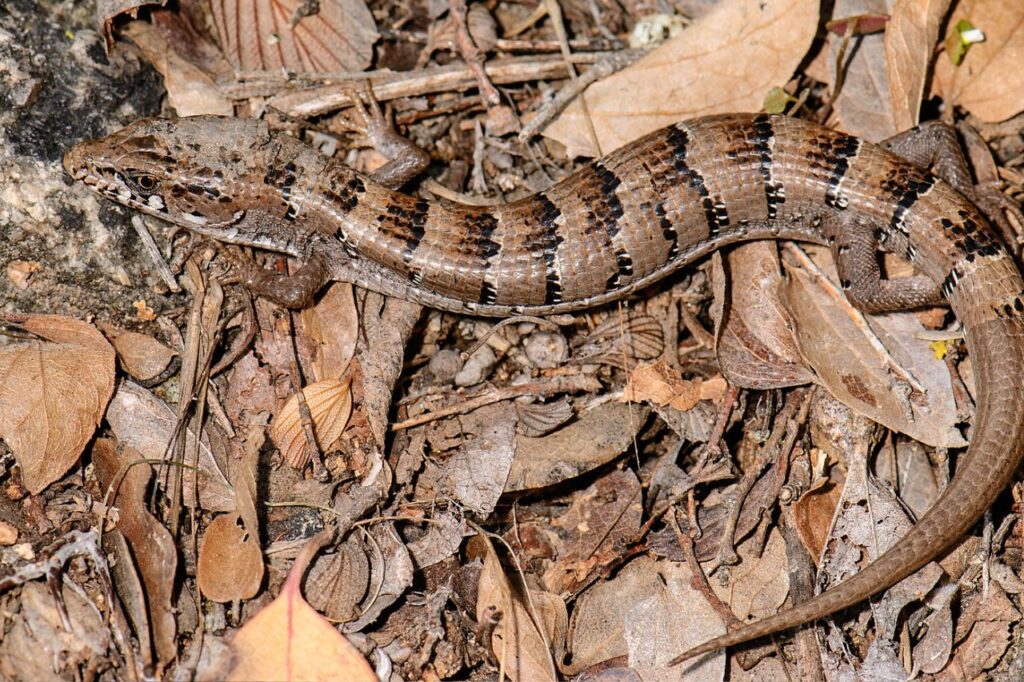 Alligator Lizard