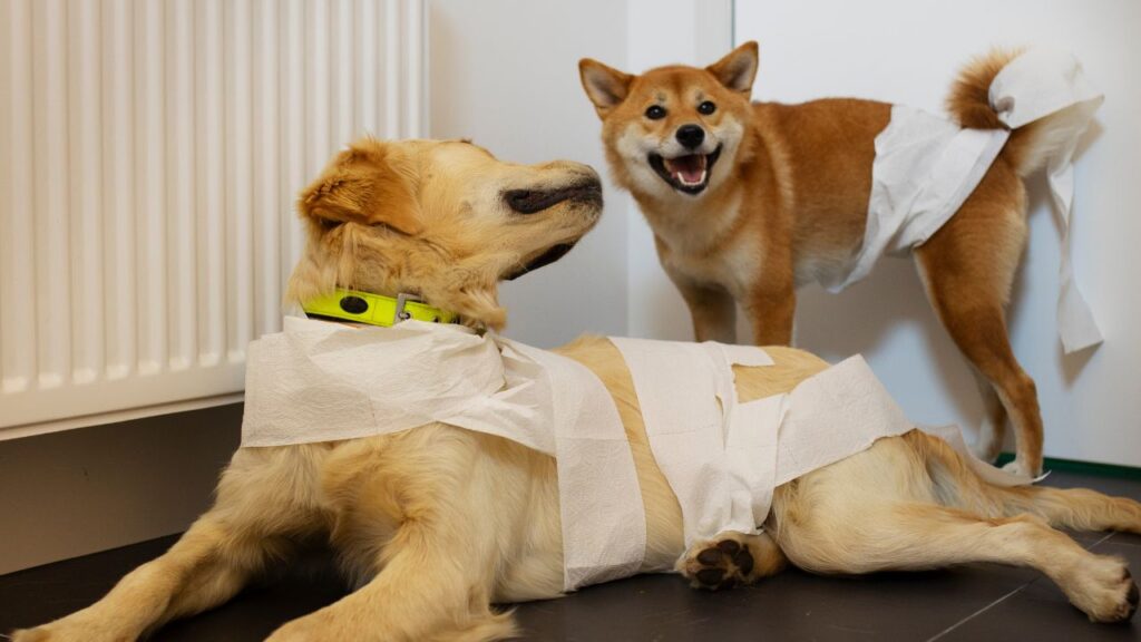 dogs making mess with paper rolls