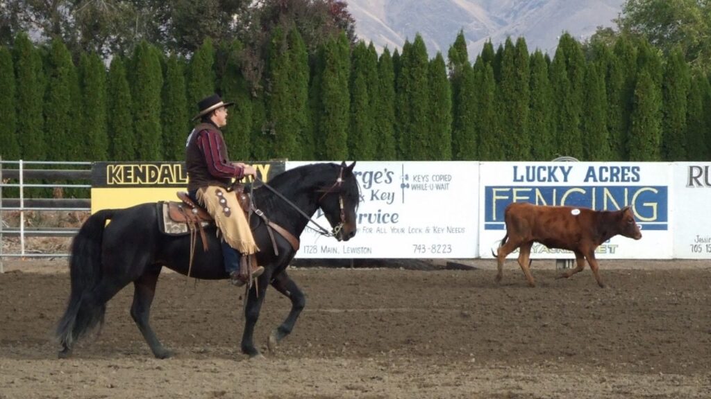 A Morgan horse used for Western riding