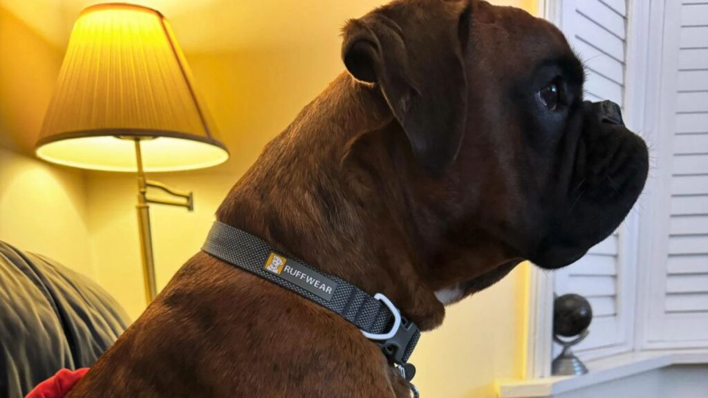 Boxer watching tv