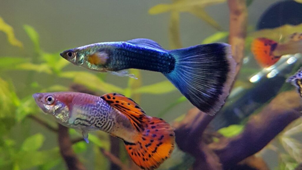 Two Guppy fish