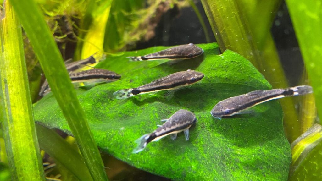 A group of Otocinclus