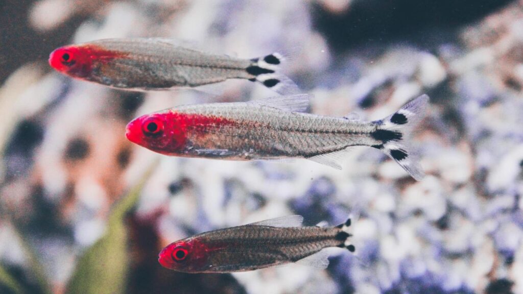 Rummynose Tetra