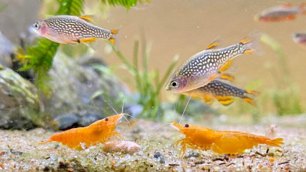Celestial Pearl Danio