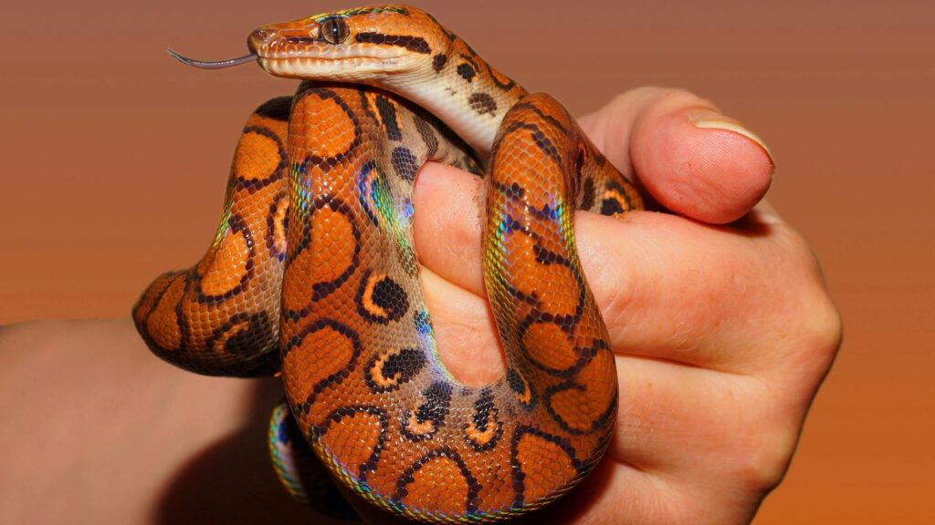 Person Holding Red and Black Snake