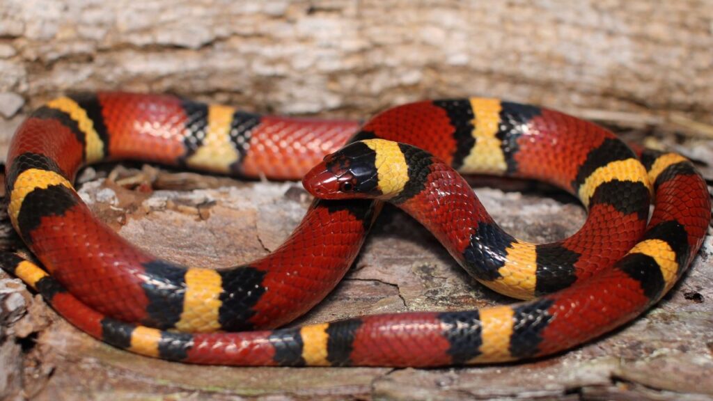 Scarlet kingsnake