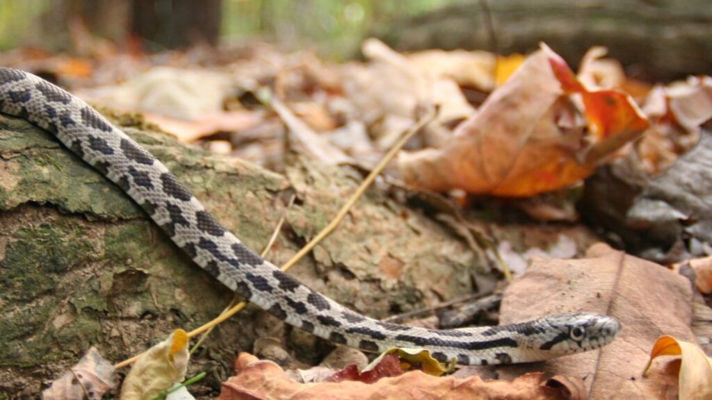 Eastern milk snake in Ohio
