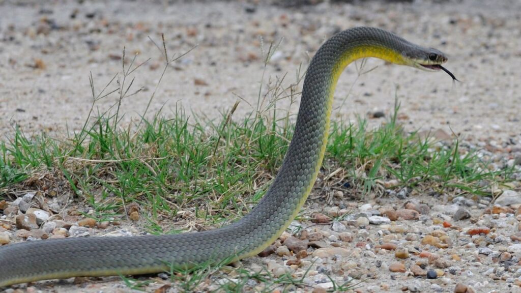 An eastern yellow-bellied racer