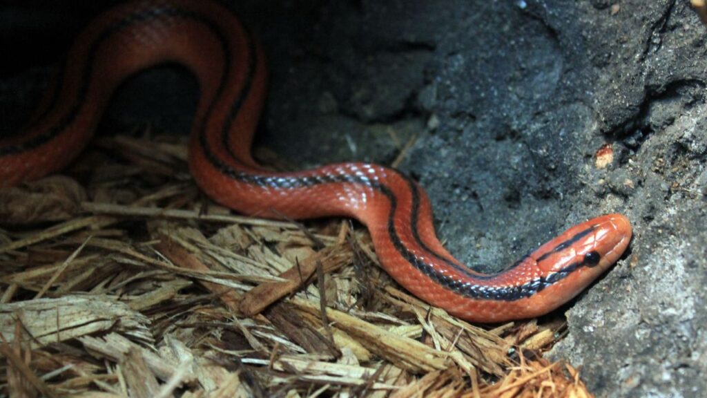 Red-Spotted Stripe Snake (Oreocryptophis porphyraceus)