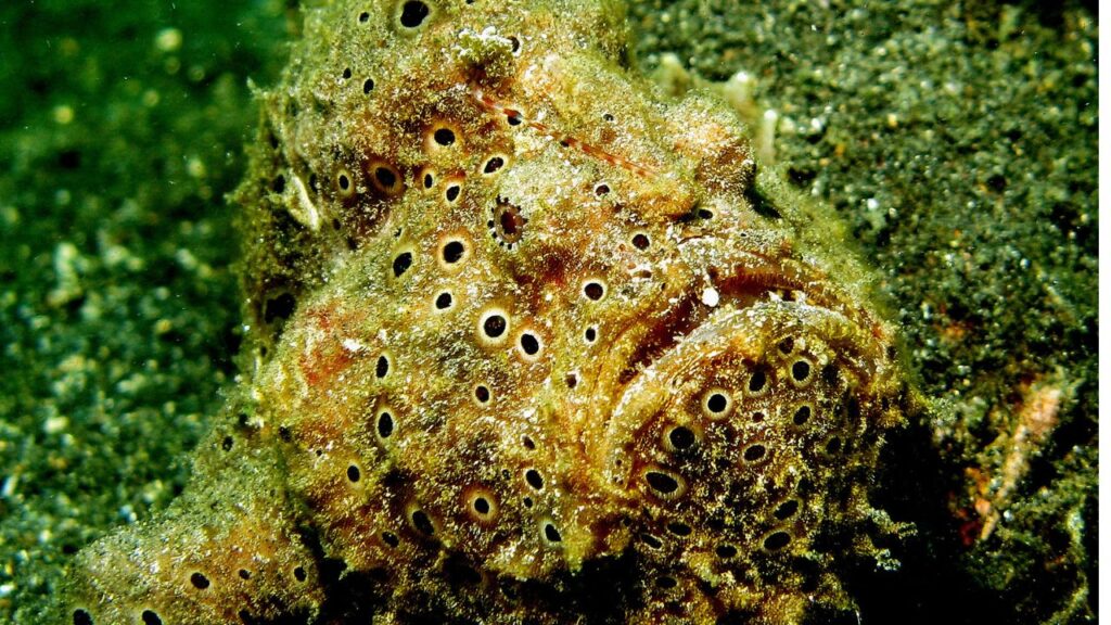 Antennarius pictus - Painted FrogFish