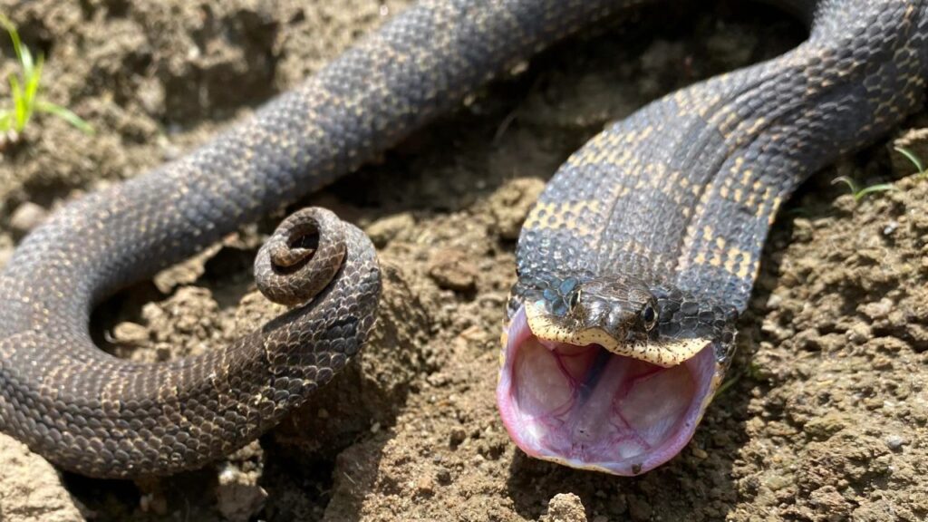 Eastern Hognose Snake