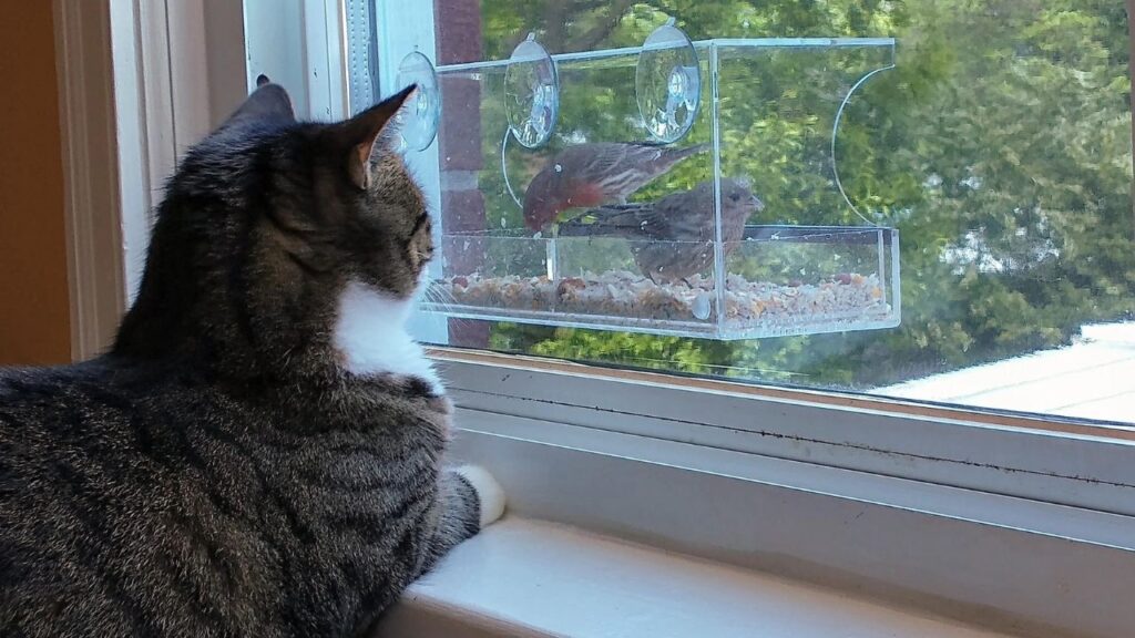 Cat enjoying the new bird feeder outside our window
