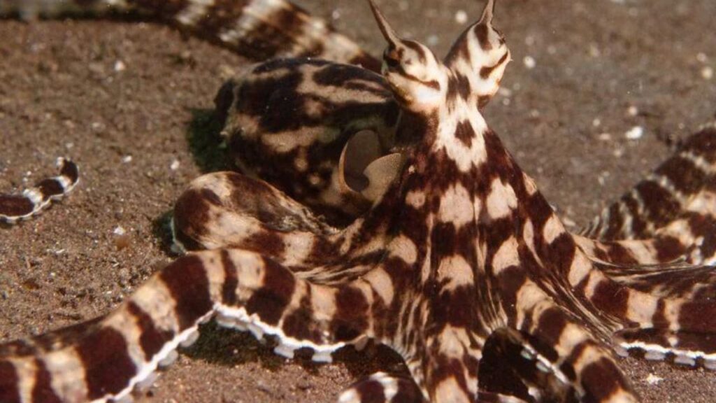 The Mimic Octopus