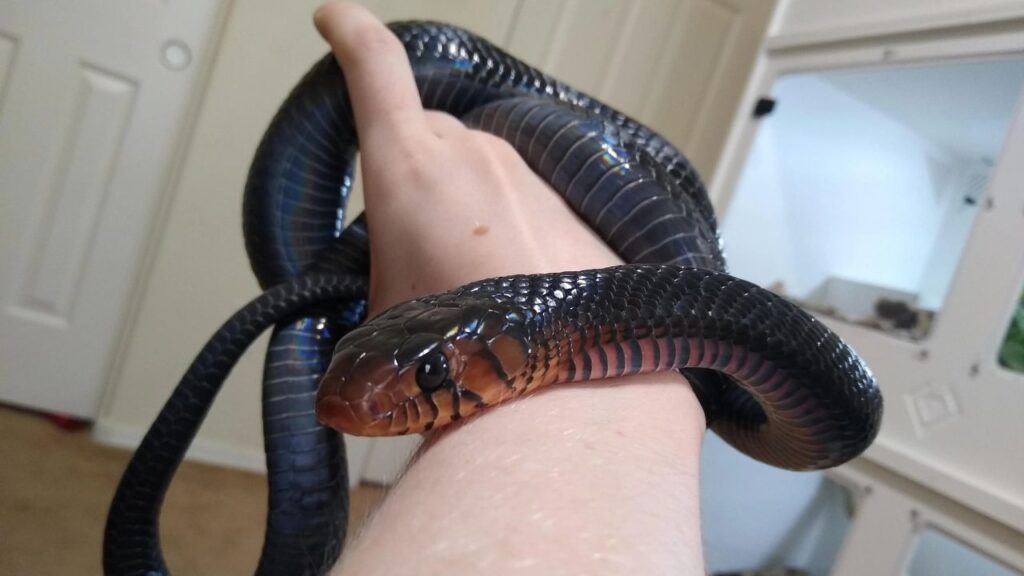 Eastern Indigo snake