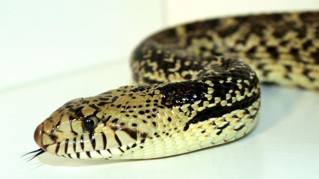 bullsnake