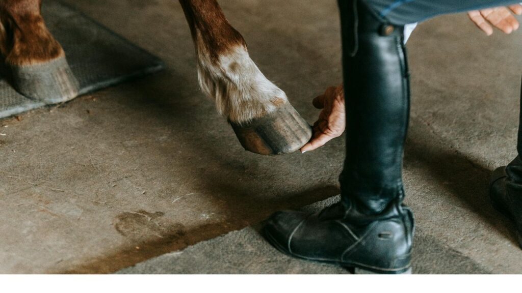 Horse hooves examine