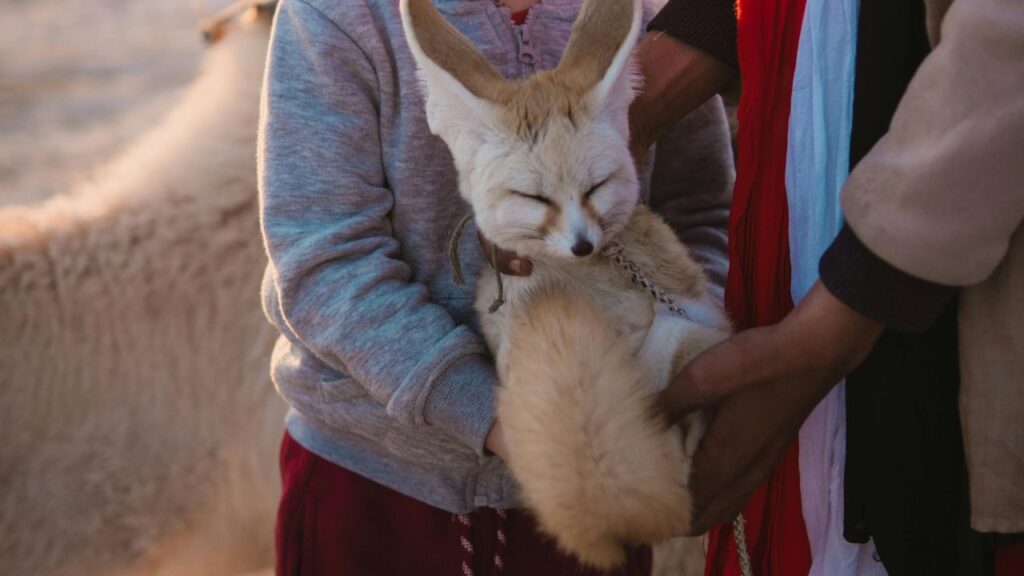 Fennec Fox