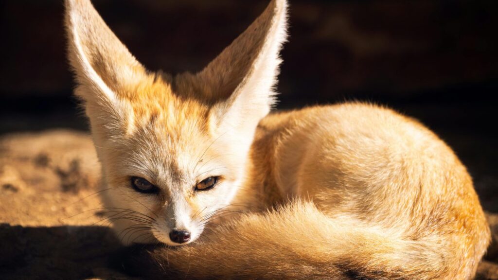 Fennec Fox