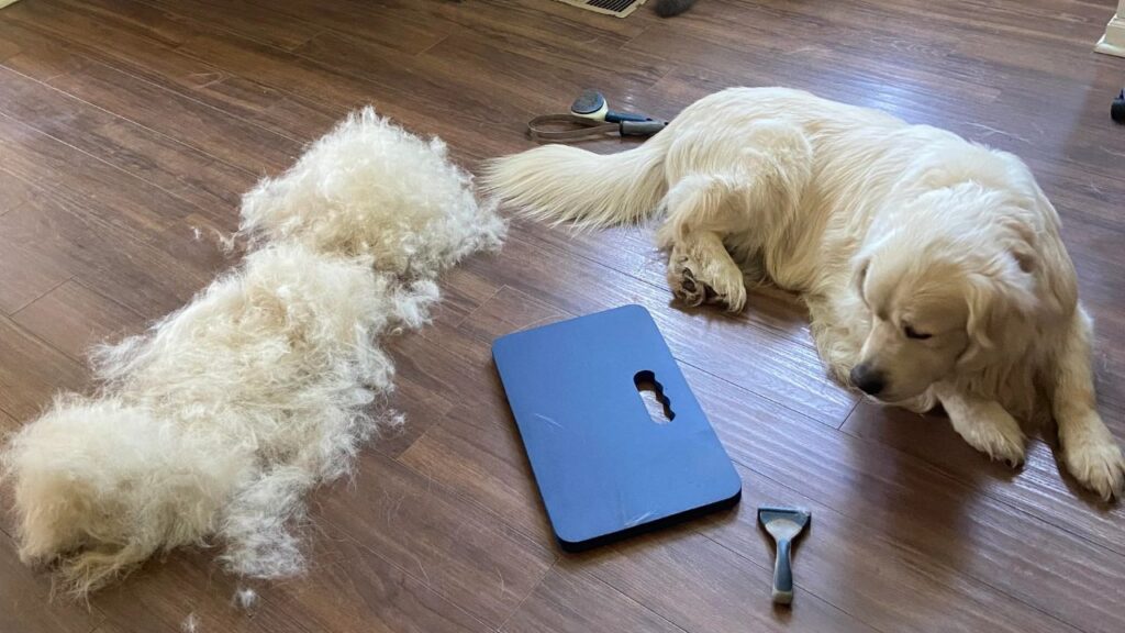 Dog Over-Grooming