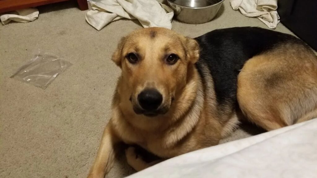 Dog Pulled-Back Ears