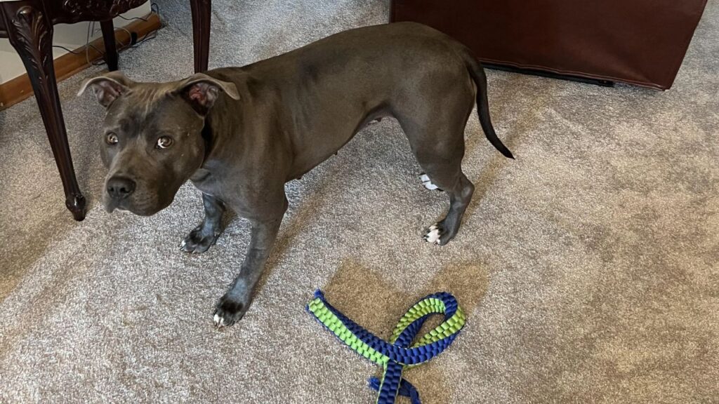 Dog tucked tail