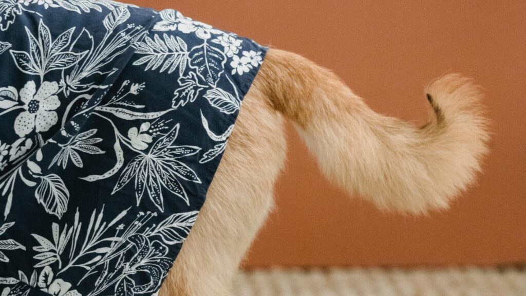 Dog tucked Tail