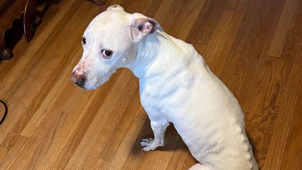 Dog Shrinking