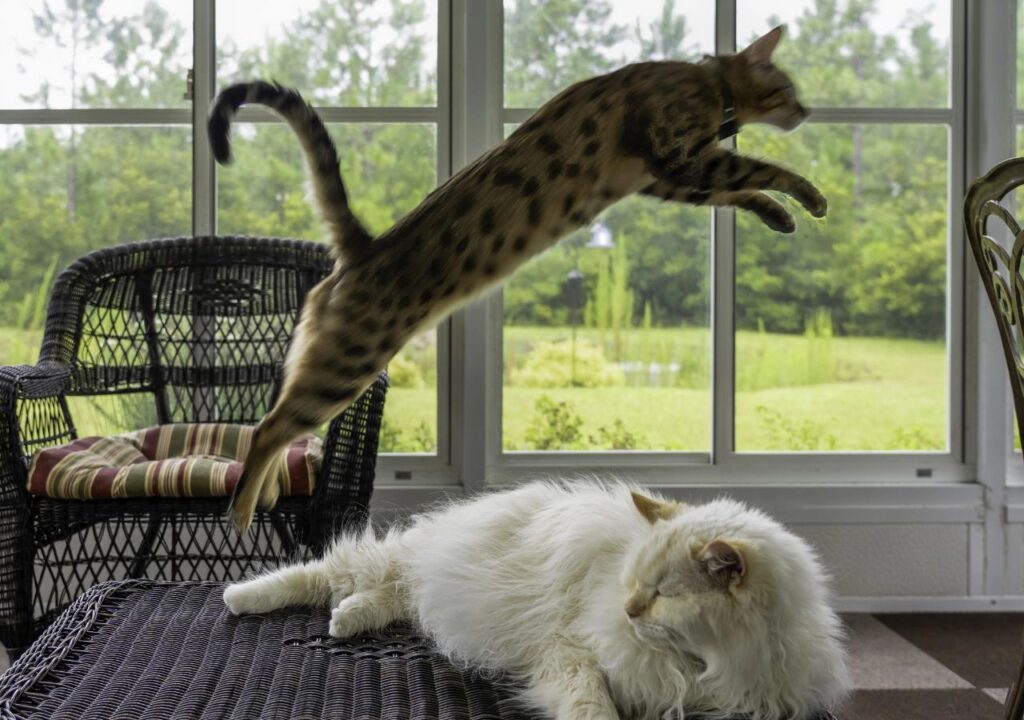 Savannah cat jumping