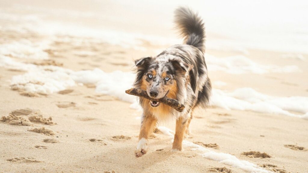 Australian Shepherd dog