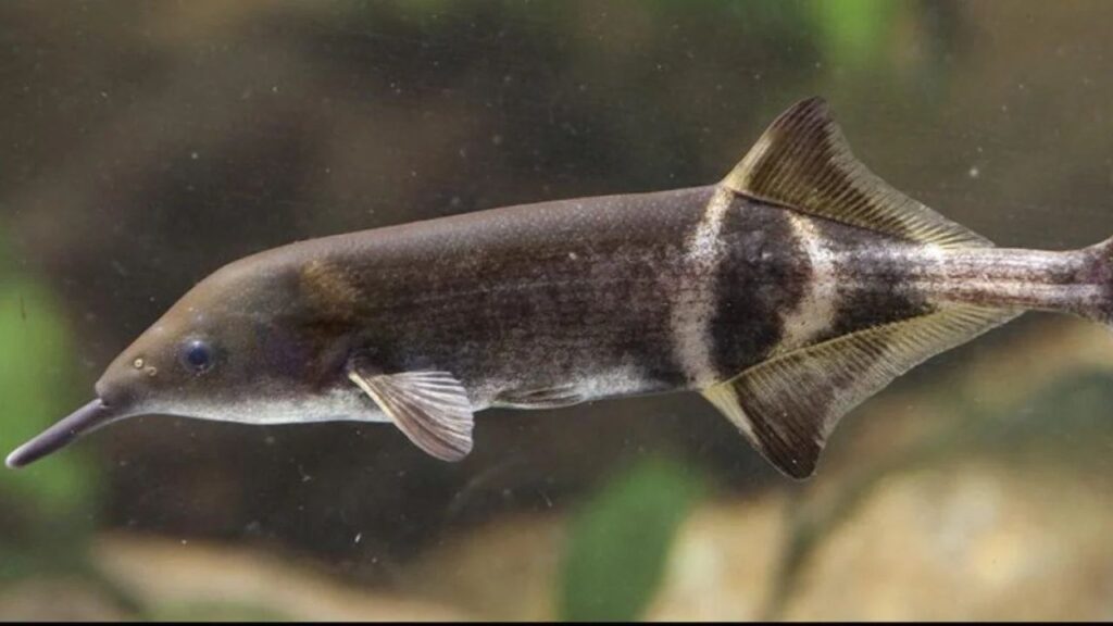 Elephantnose Fish
