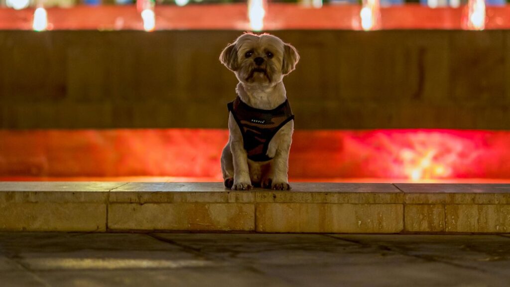 Cute Shih tzu dog sitting near illuminated fountains in city