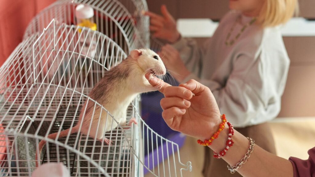Woman petting rat