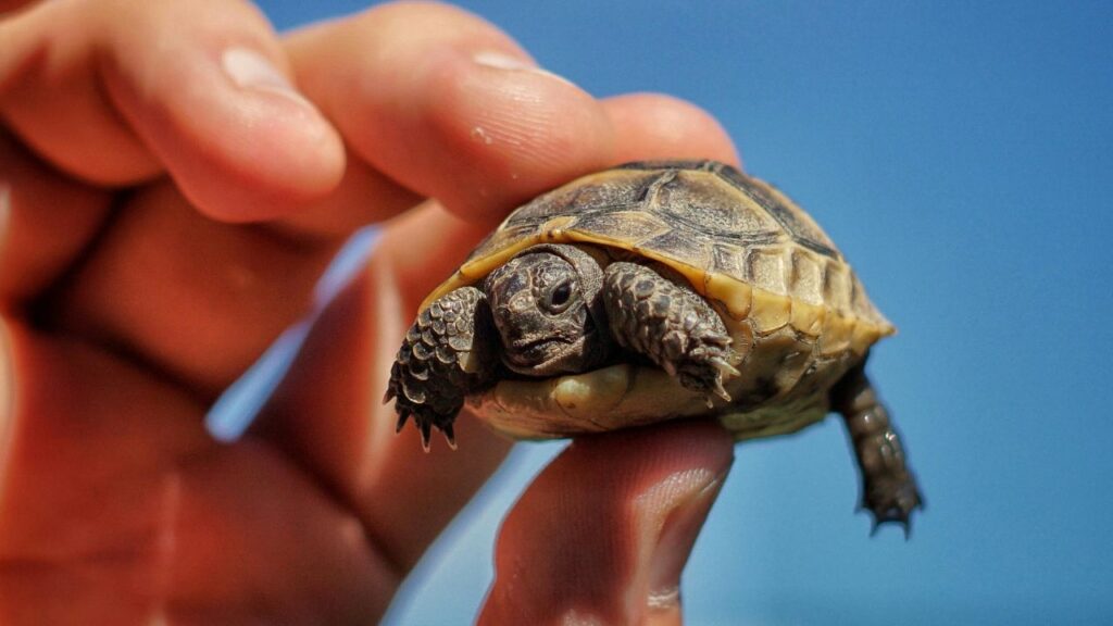 Baby turtle on hand