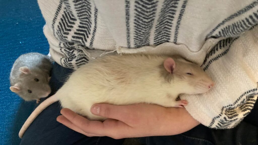 Rat sleeping in woman lap