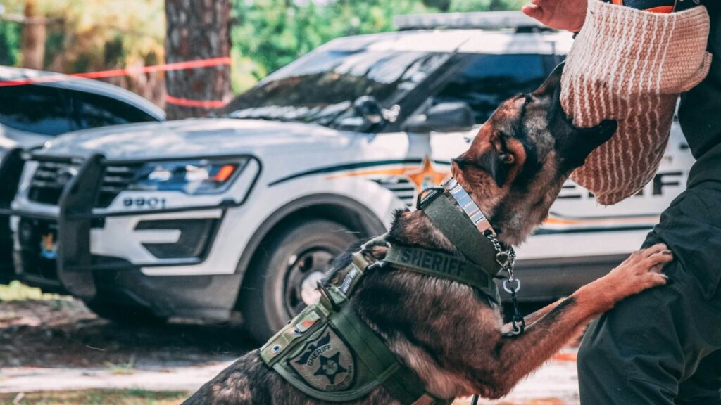 Belgian Malinois