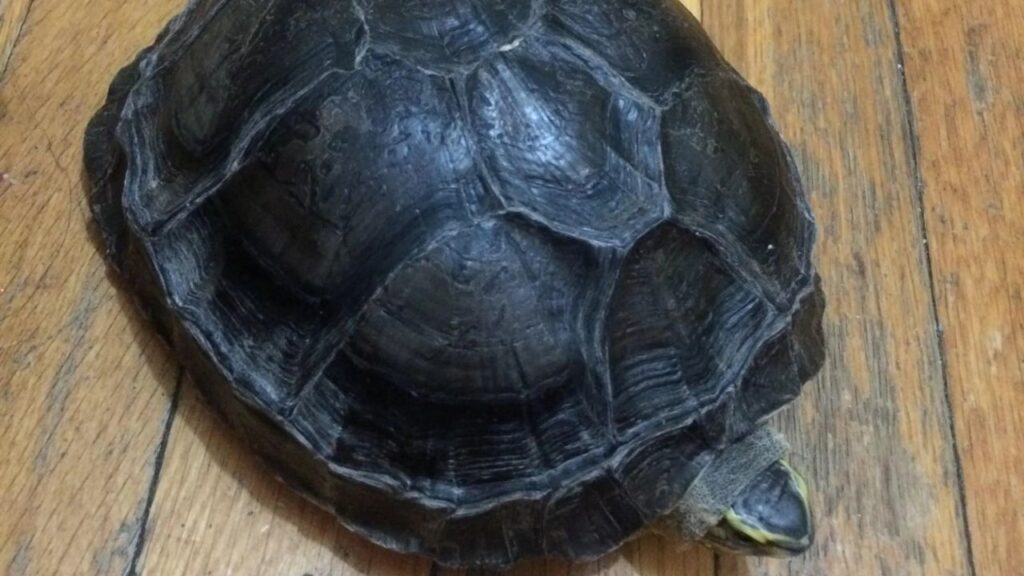 Asian Box Turtle