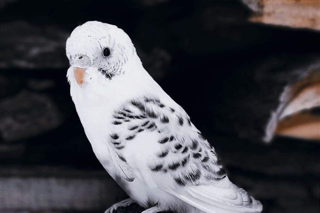 budgie