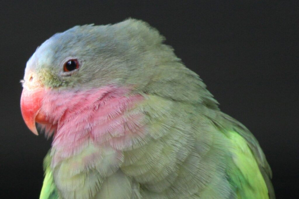 Princess of Wales parakeet
