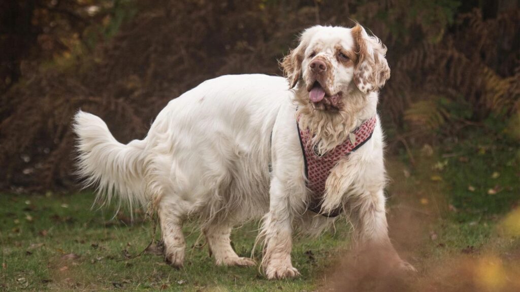 Clumber Spaniel