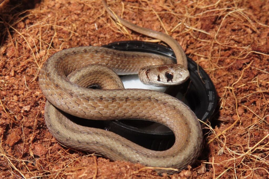 Dekay's brown snake