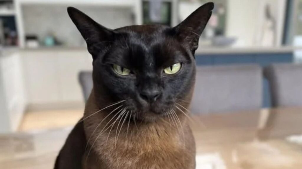 Burmese cat