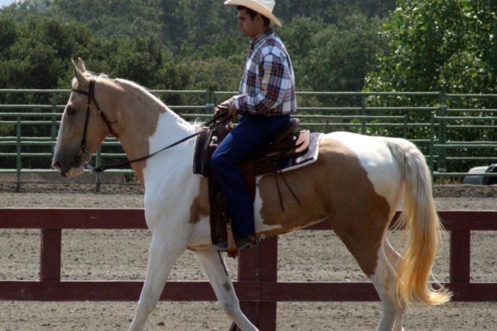 Spotted saddle horse
