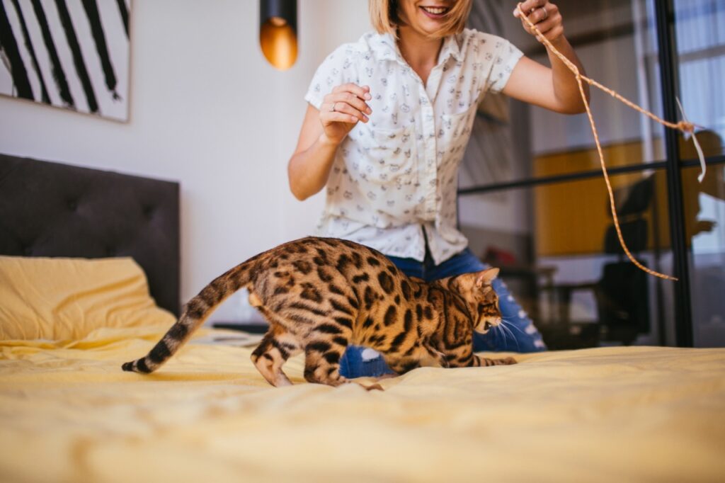 A playful Bengal cat with a spotted coat on a yellow bed