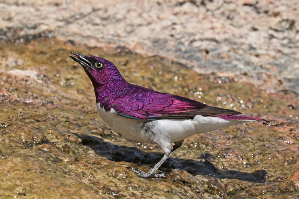 Violet-backed_starling