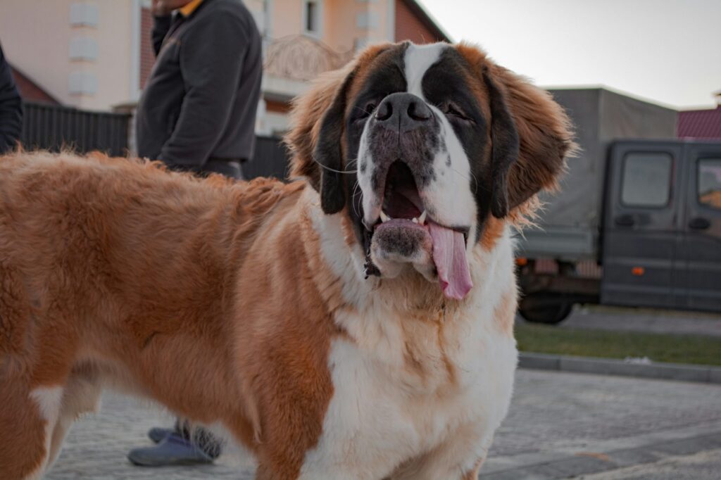 Saint Bernard