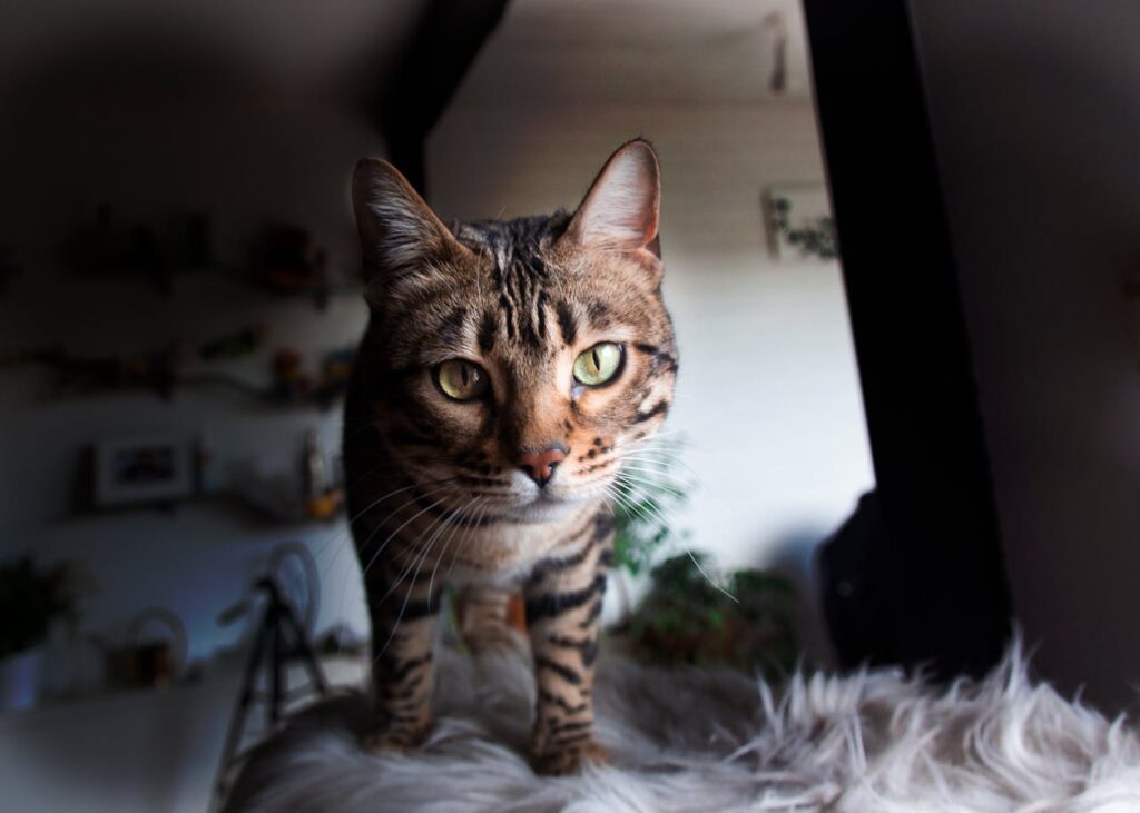 Bengal cat
