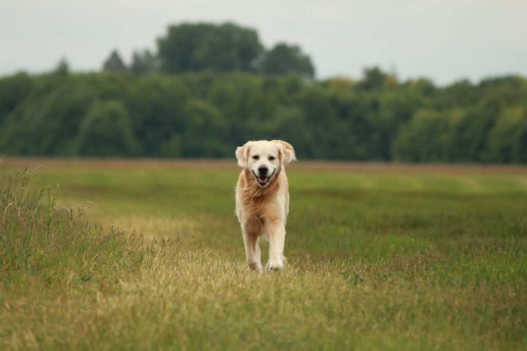 Golden Retriever in the field