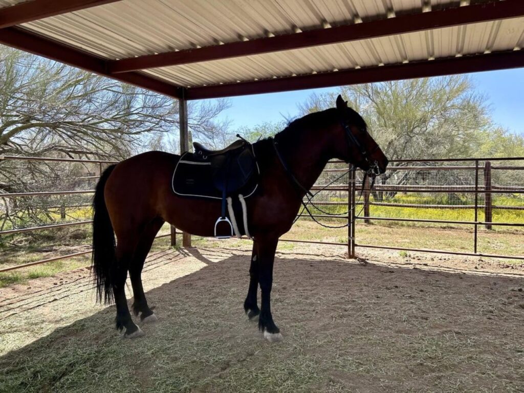 mustang horse at a stable