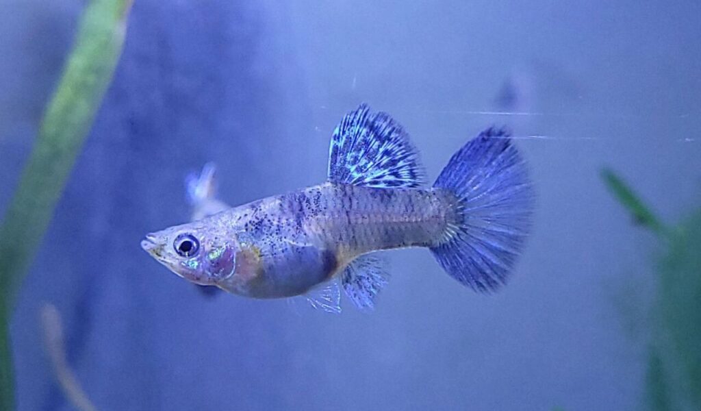 blue guppy in water